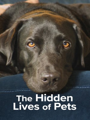 Xem phim The Hidden Lives of Pets - Cuộc Sống Bí Mật Của Thú Cưng 2022 Full HD Vietsub Xem phim The Hidden Lives of Pets - Cuộc Sống Bí Mật Của Thú Cưng 2022 Full HD Vietsub