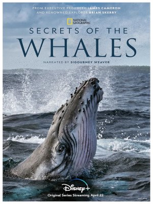 Xem phim Secrets of the Whales - Bí Ẩn Của Loài Cá Voi 2021 Full HD Vietsub