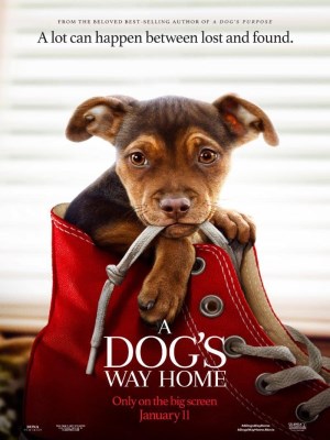 Xem phim A Dog's Way Home - Đường Về Nhà Của Cún Con 2019 Full HD Vietsub