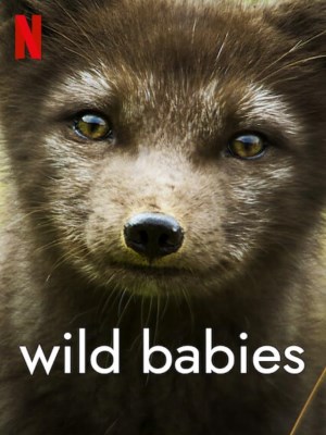 Xem phim Wild Babies - Động Vật Chào Đời 2022 Full HD Vietsub Xem phim Wild Babies - Động Vật Chào Đời 2022 Full HD Vietsub