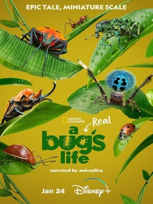 Xem phim A Real Bug's Life - A Real Bug's Life 2024 Full HD Vietsub Xem phim A Real Bug's Life - A Real Bug's Life 2024 Full HD Vietsub